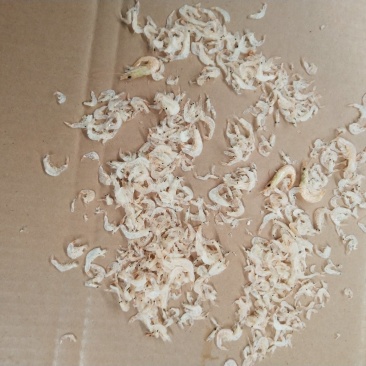 提供越南生产虾皮
