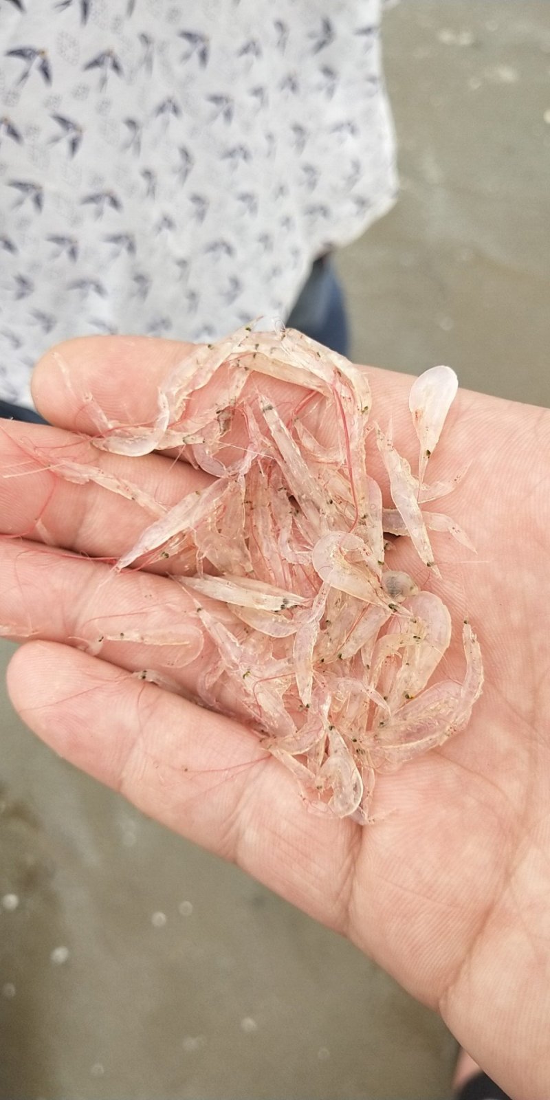 提供越南生产虾皮