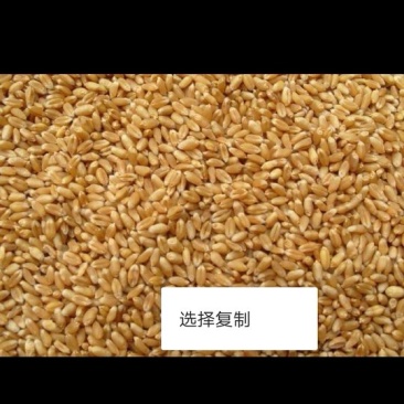 大量供应小麦