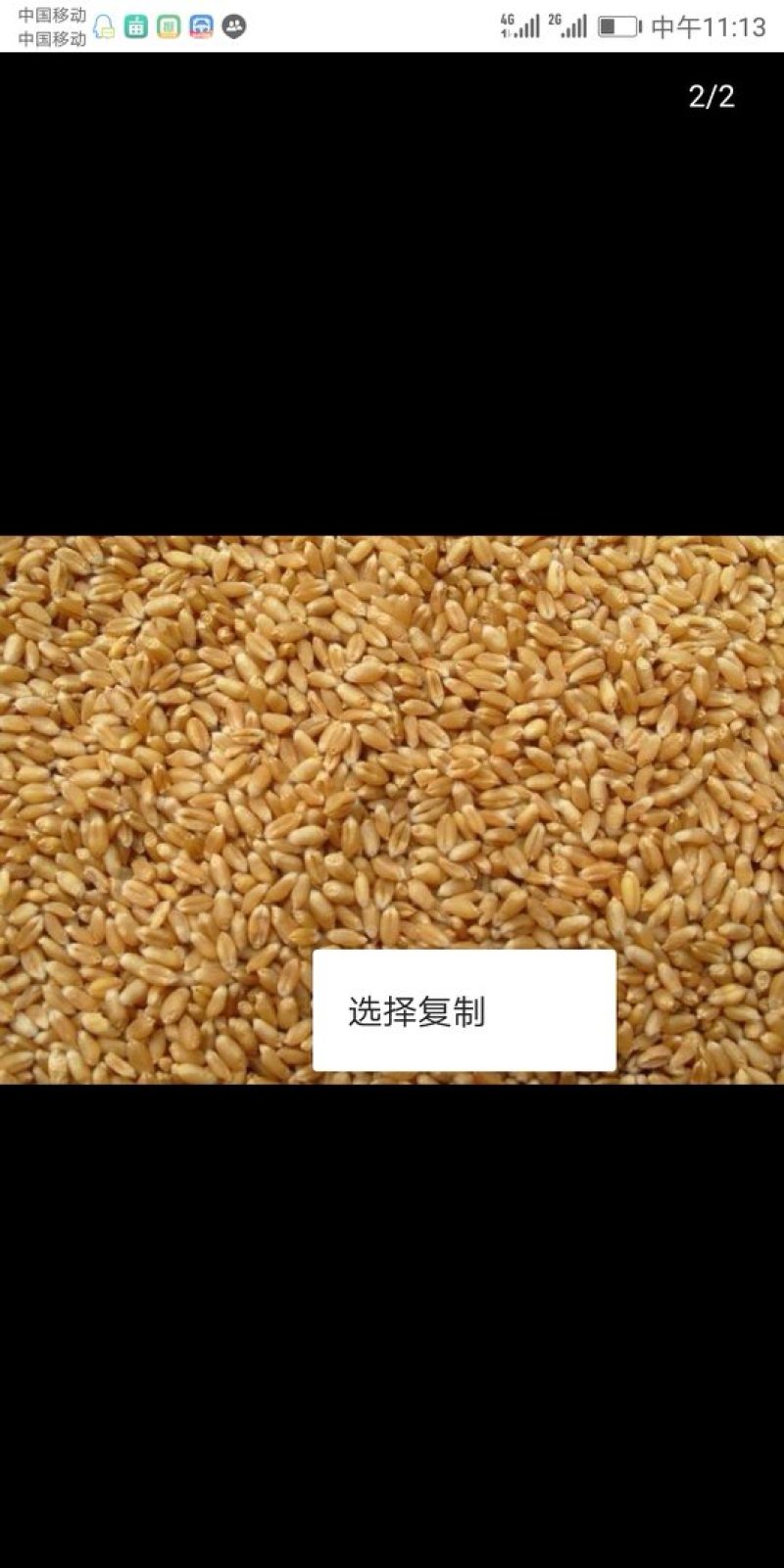 大量供应小麦