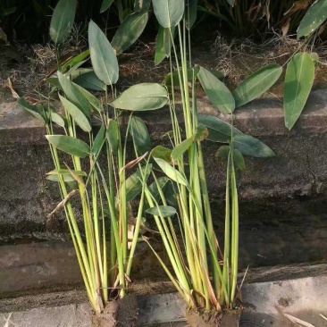 水生植物