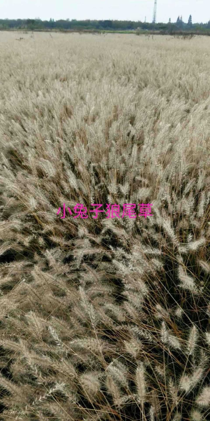 水生植物