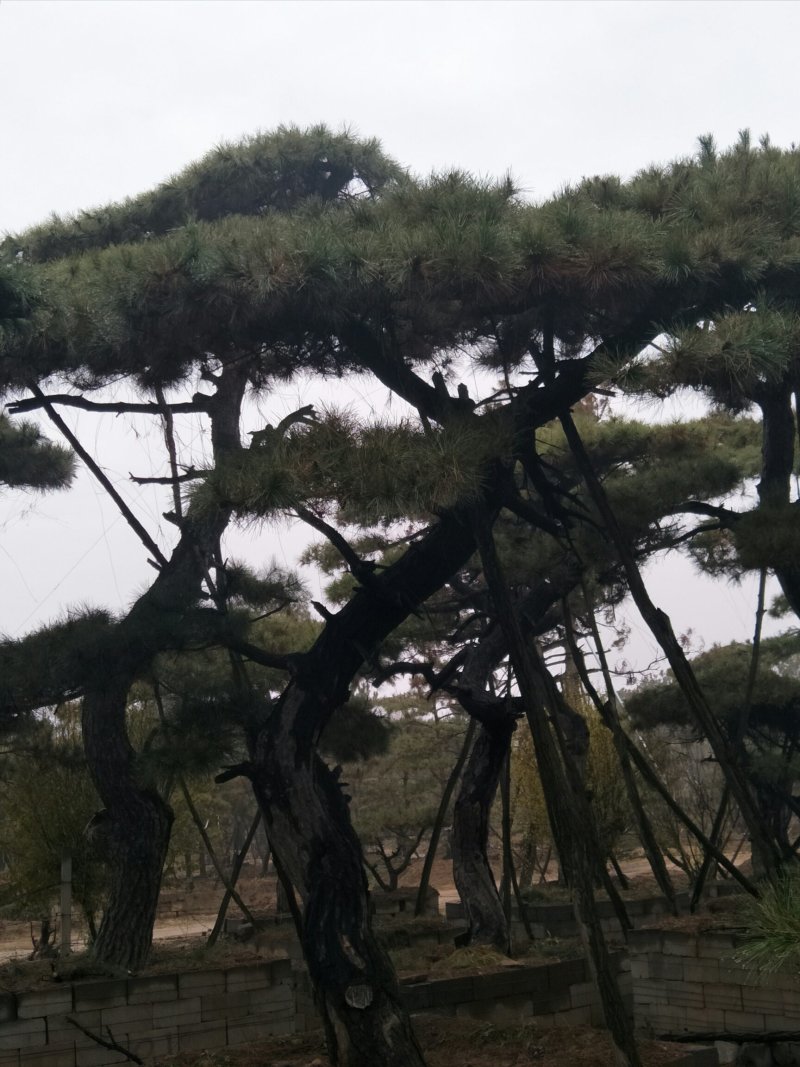 造型松