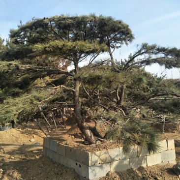 造型松