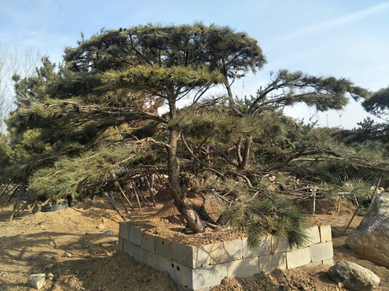 造型松