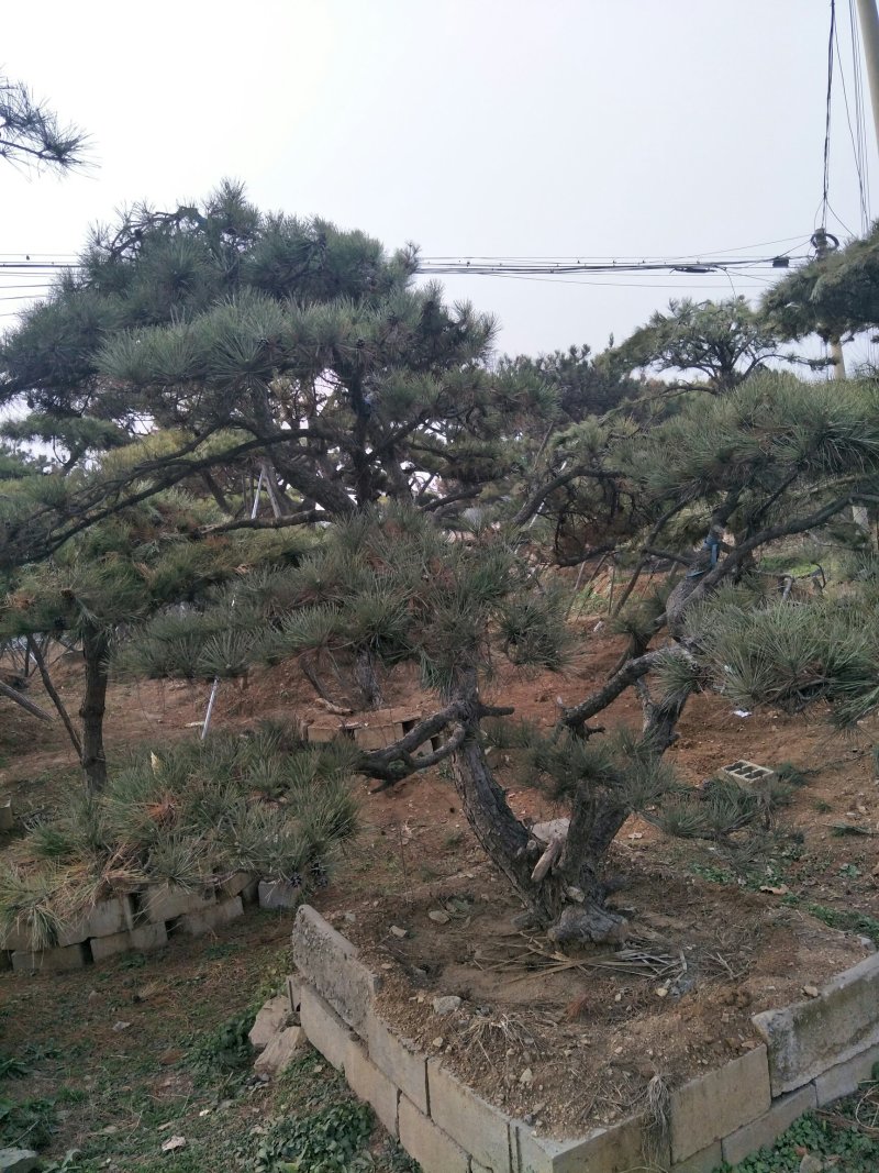 造型松