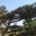 造型松