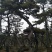 造型松