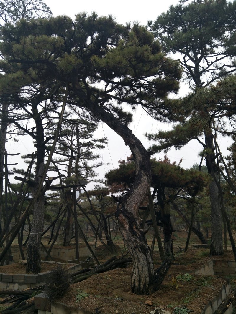 造型松