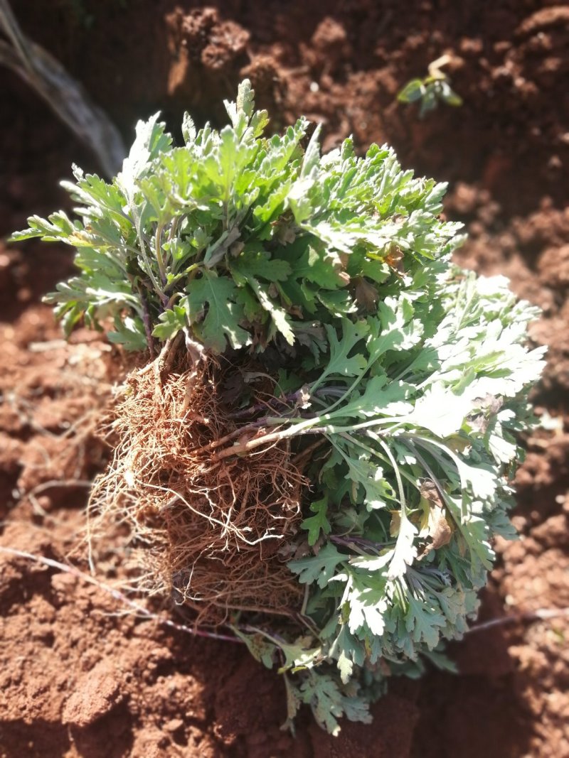 金丝皇菊，小皇菊苗