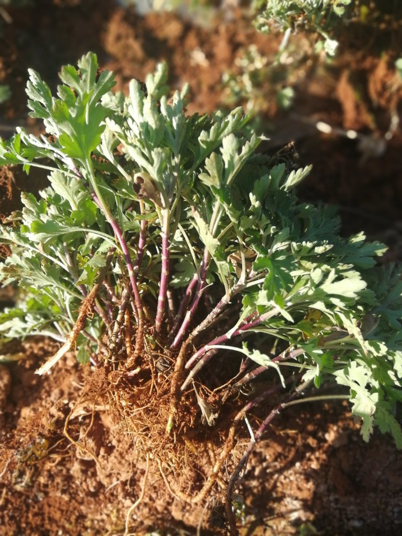 金丝皇菊，小皇菊苗
