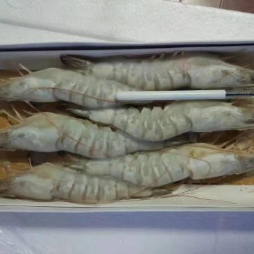 渤海湾对虾，四头，六头，八头礼盒