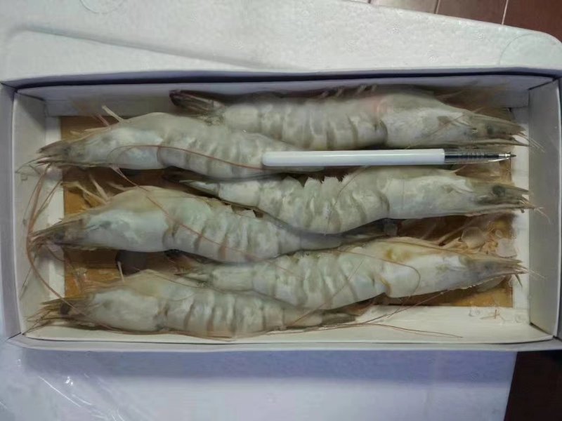 渤海湾对虾，四头，六头，八头礼盒