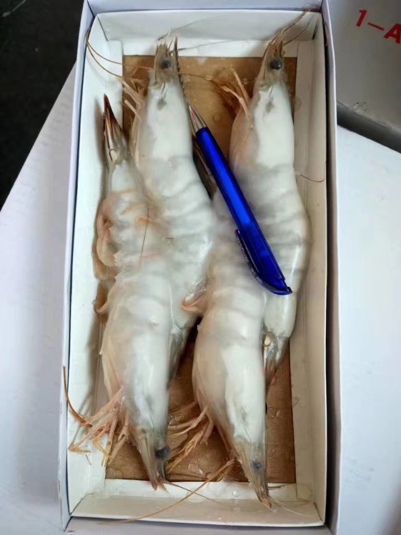 渤海湾对虾，四头，六头，八头礼盒