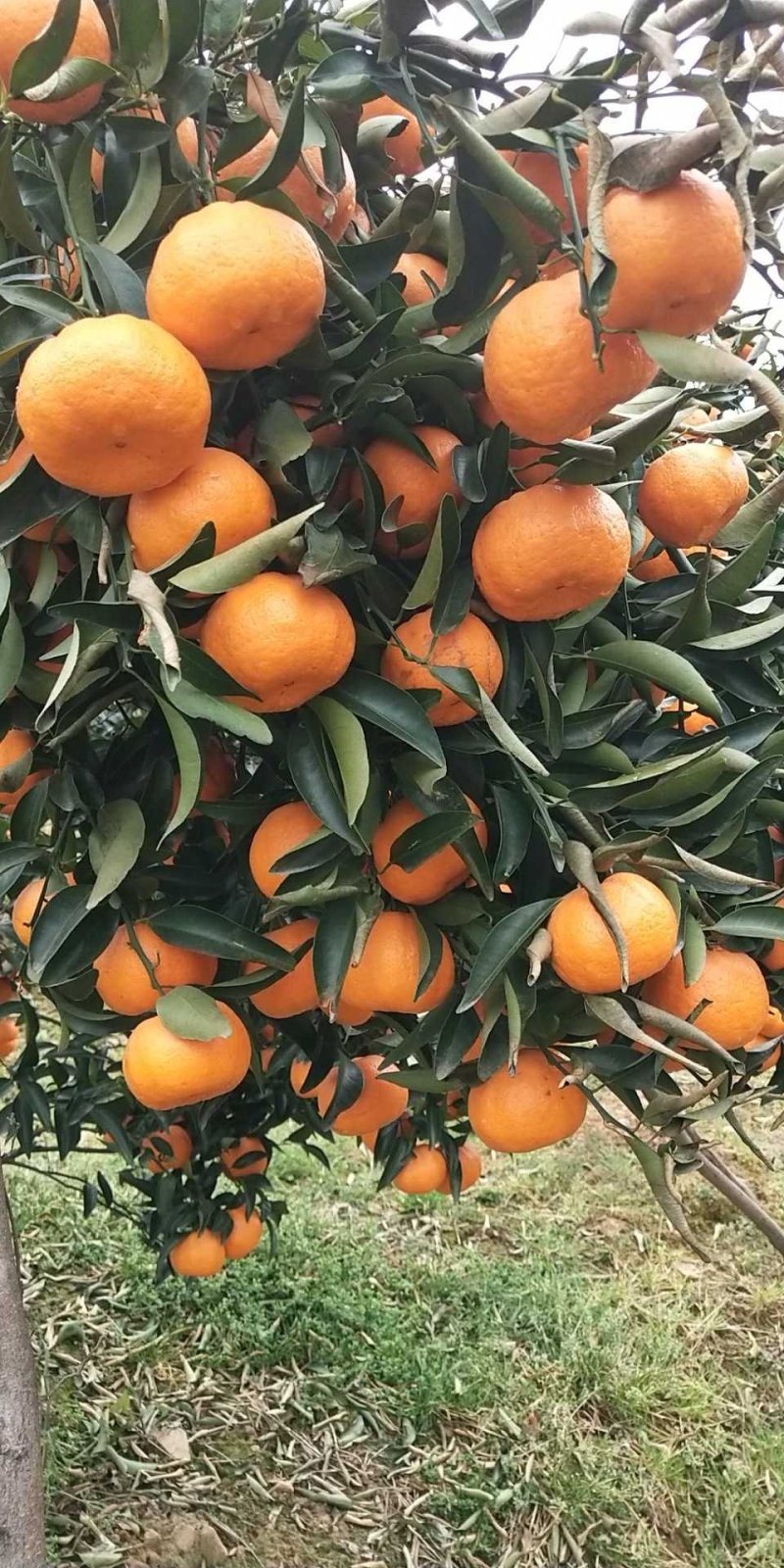 椪柑可视频看货一手货源物美价廉