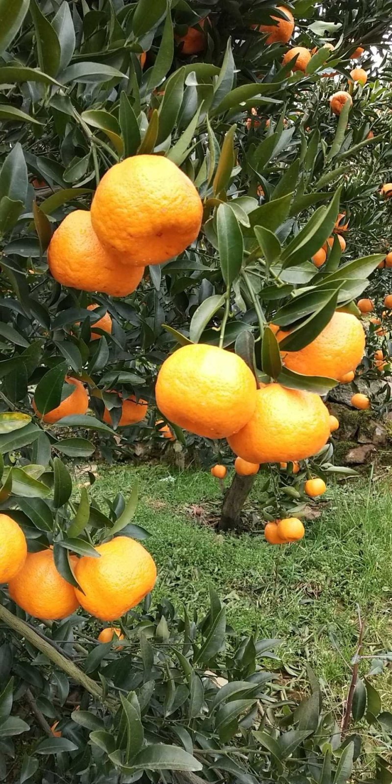 椪柑可视频看货一手货源物美价廉