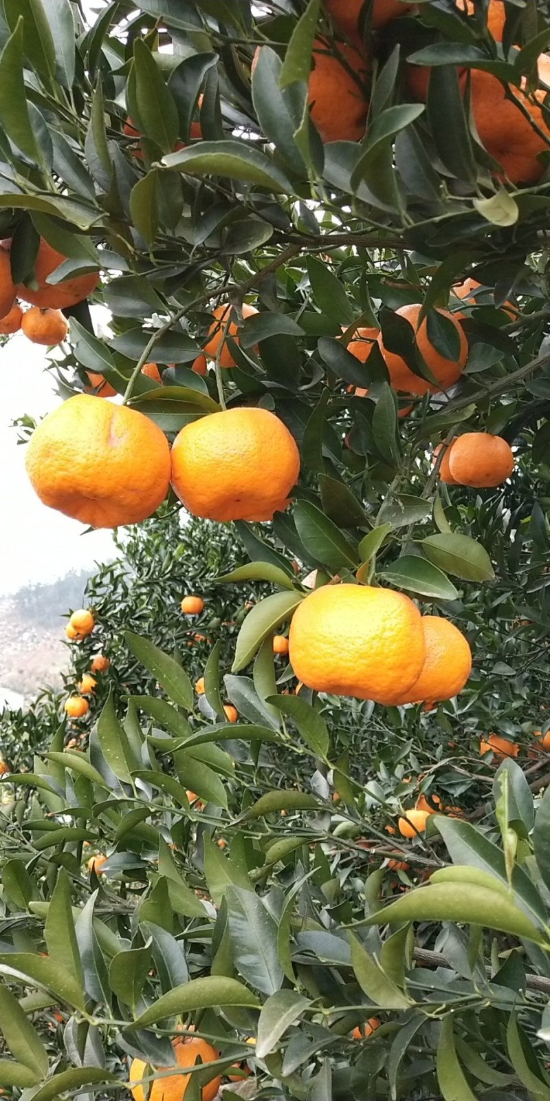 椪柑可视频看货一手货源物美价廉