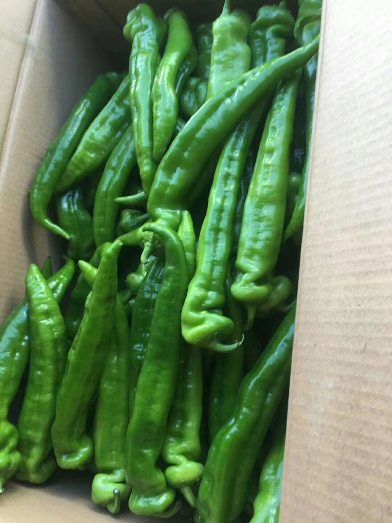 新鲜辣椒青皮尖椒，广东湛江辣椒产地市场隆重上市大量供应