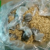 雄安新区白洋淀特产鸭蛋