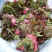 香椿芽15cm专业代发，快递，空运直达