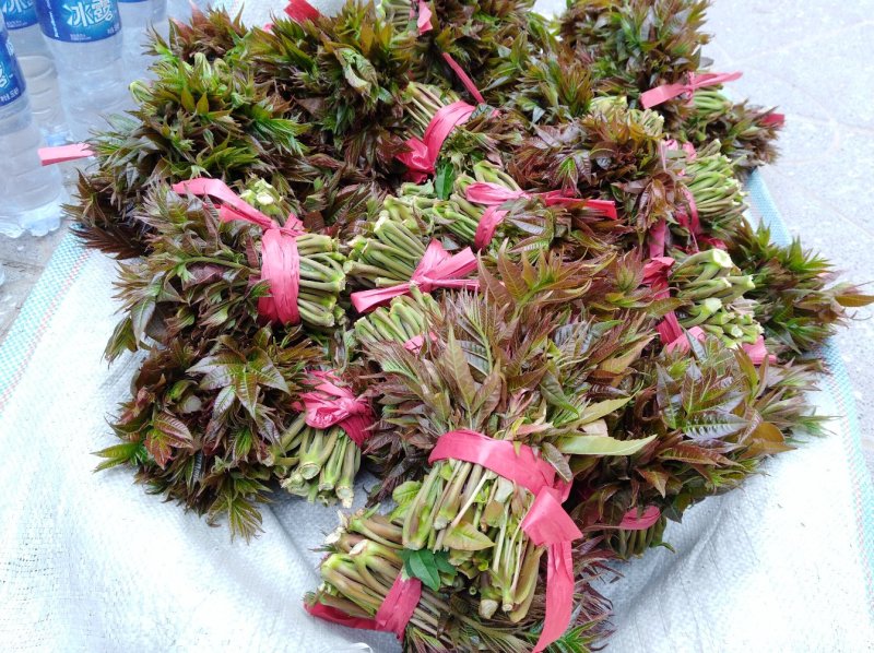 香椿芽15cm专业代发，快递，空运直达