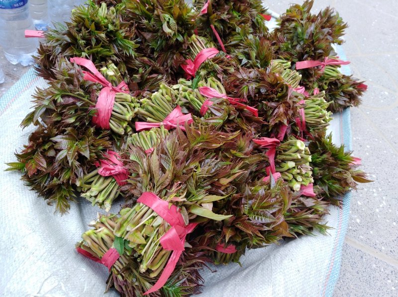 香椿芽15cm专业代发，快递，空运直达