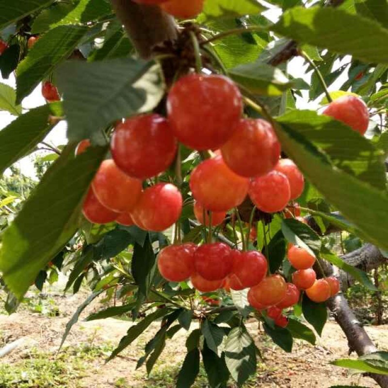 红灯笼樱桃苗一年苗二年苗三年苗品种好量大从优