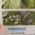 橙皮精油100克沾着渗透扩散助剂