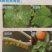 橙皮精油100克沾着渗透扩散助剂