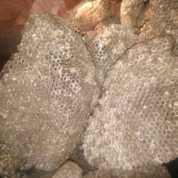 马蜂窝野蜂窝