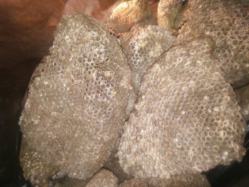 马蜂窝野蜂窝