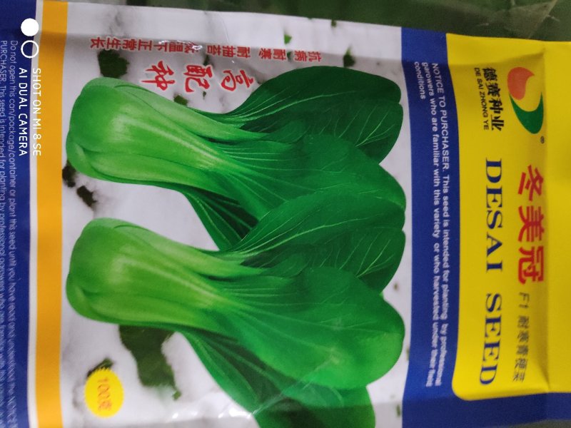 冬美冠青梗菜种子耐寒叶色油绿叶柄翠绿有光泽束腰