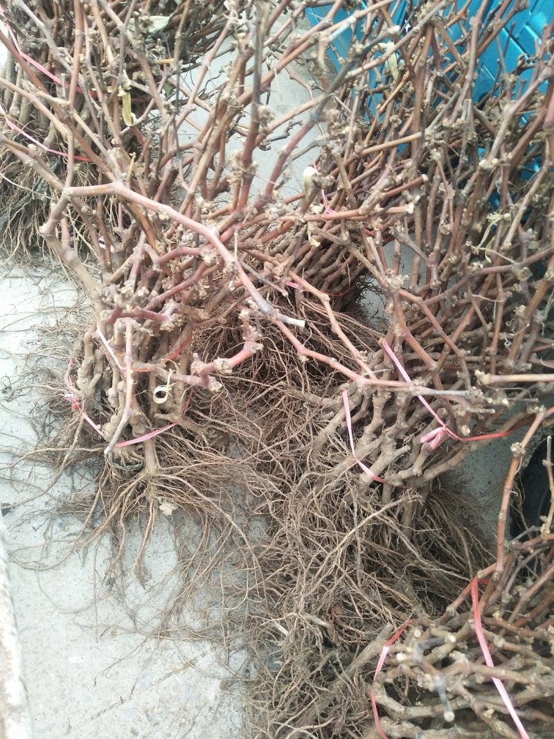 阳光玫瑰葡萄苗80~110cm1至3年苗