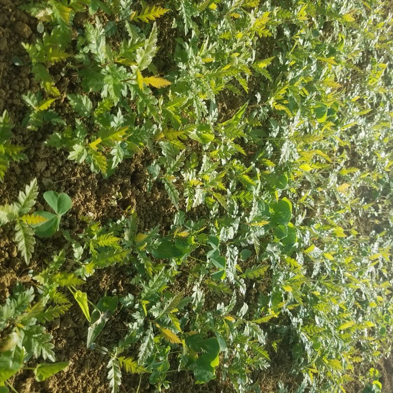 杨梅苗杨梅芽苗杨梅实生小苗东魁杨梅砧木苗