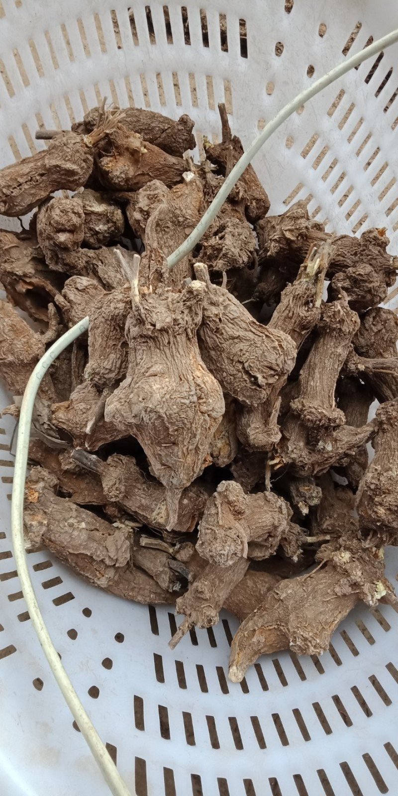 白术