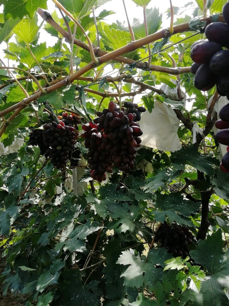 夏黑葡萄苗批发蓝宝石葡萄嫁接扦插苗大量有货