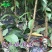 李子苗