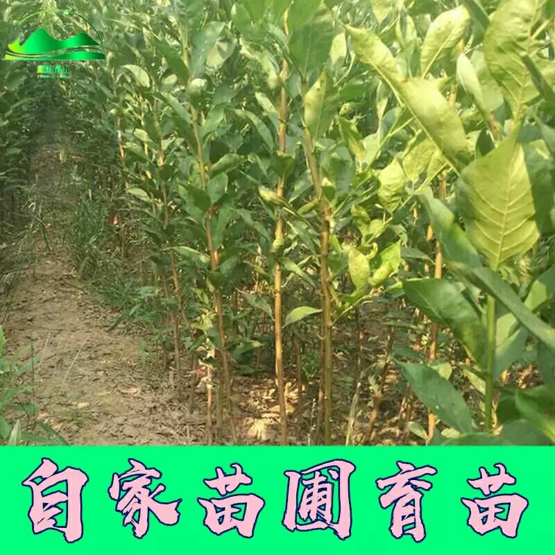 李子苗