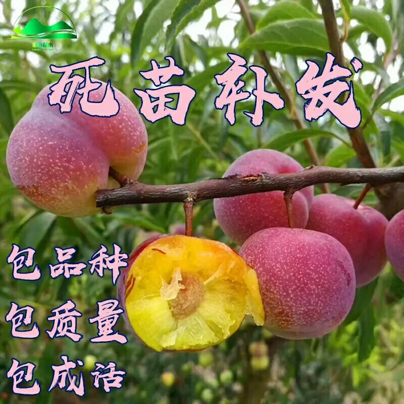 李子苗