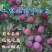 李子苗