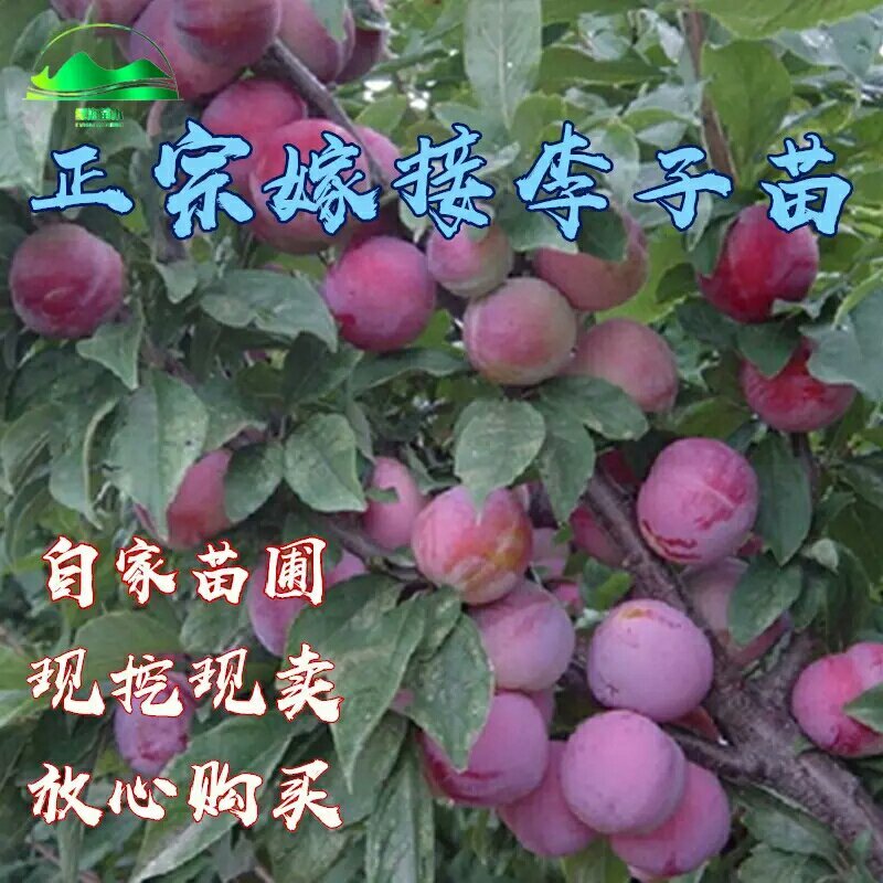 李子苗