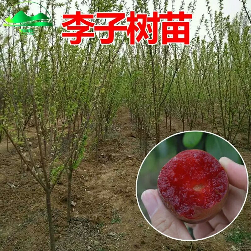 李子苗