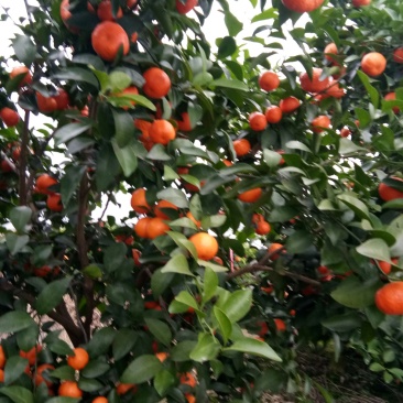 沙糖桔