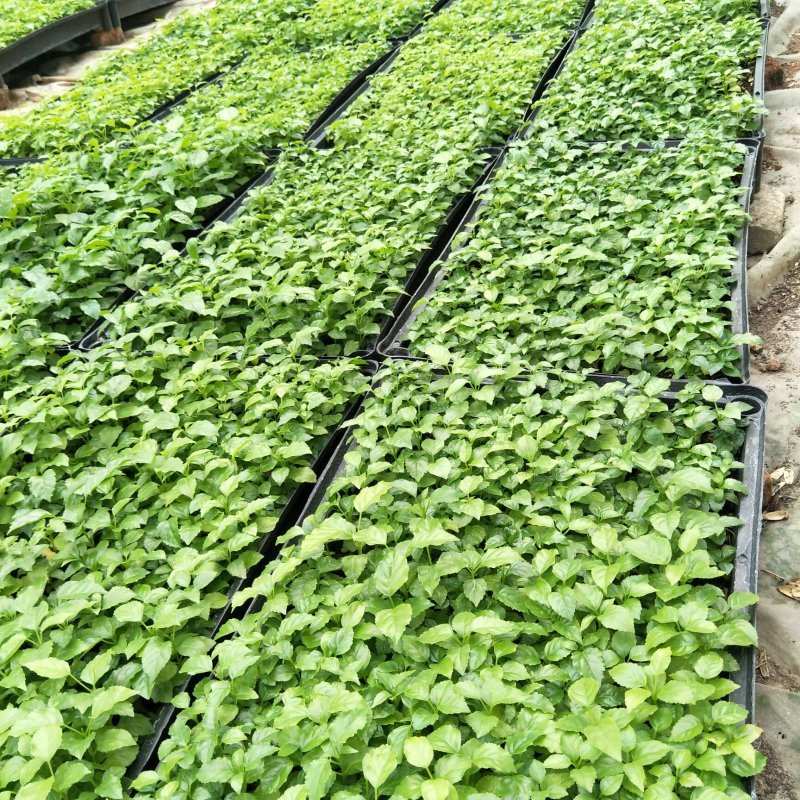 绿宝种苗海南菜豆树苗喜阳花卉大盆栽小盆栽观叶植物