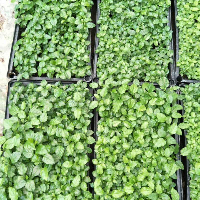 绿宝种苗海南菜豆树苗喜阳花卉大盆栽小盆栽观叶植物