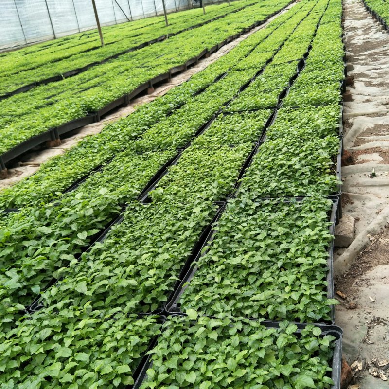 绿宝种苗海南菜豆树苗喜阳花卉大盆栽小盆栽观叶植物