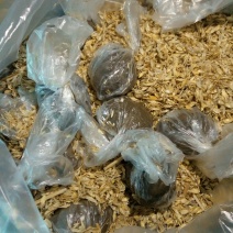 雄安特产白洋淀鸭蛋