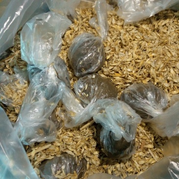 雄安特产白洋淀鸭蛋