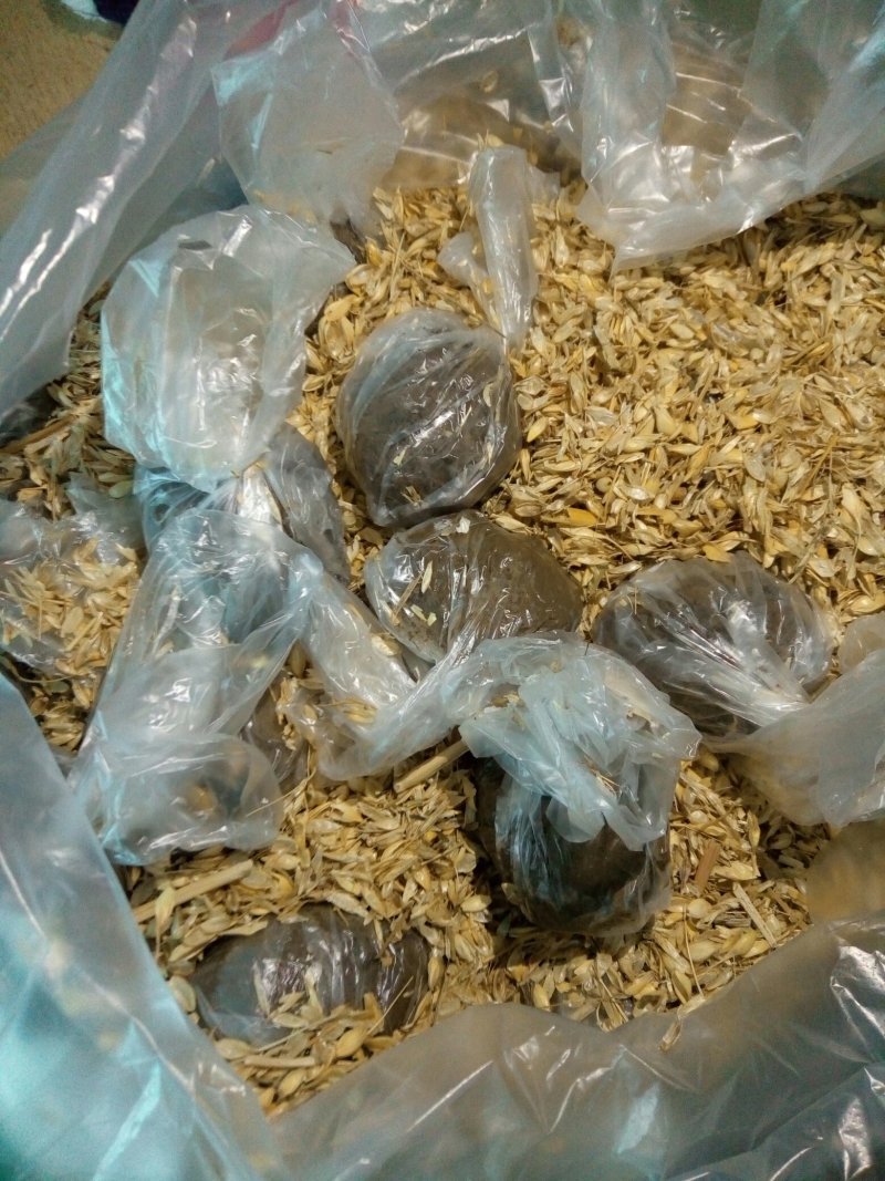 雄安特产白洋淀鸭蛋