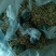 雄安特产白洋淀鸭蛋